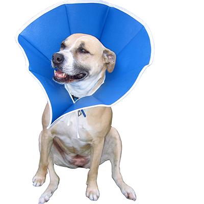 soft collar for dogs