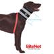 BiteNot Dog Collar Size 6 Cone Alternative