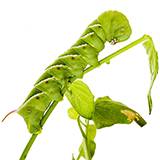 Hornworms for Feeding and Keeping Each