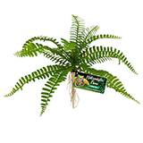 ZooMed Sword Fern Decorative Terrarium Plant