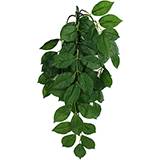 Komodo Plant Green Leaf Small