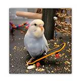 A & E Happy Beaks Beak Beak Board Small Bird Toy